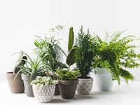 Home Plant Subscriptions By Flourish