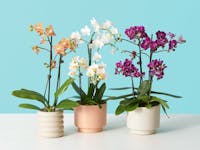 Phalaenopsis Orchid Delivery